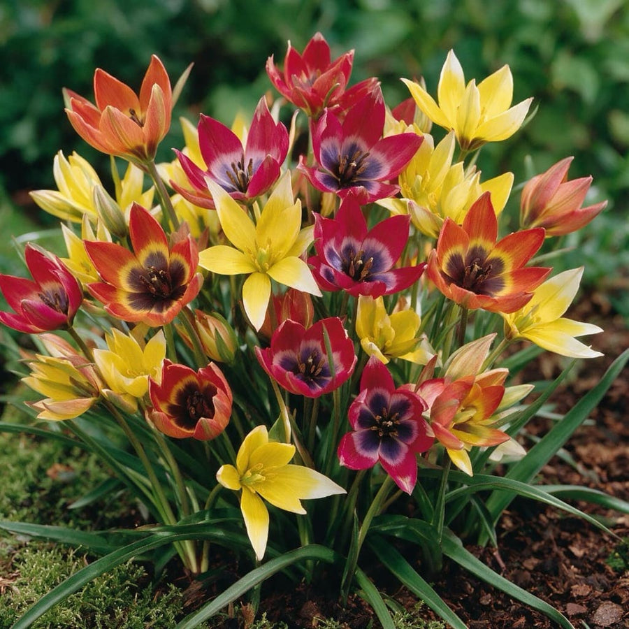 Wildtulpen Mix
