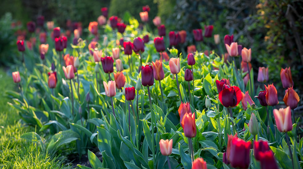 Blumenbeet mit roten und pinken Tulpen im Garten