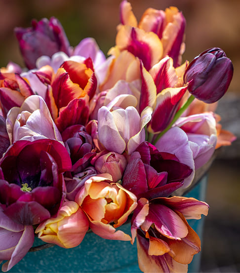 Bunter Strauß aus verschiedenen Tulpen in Nahaufnahme