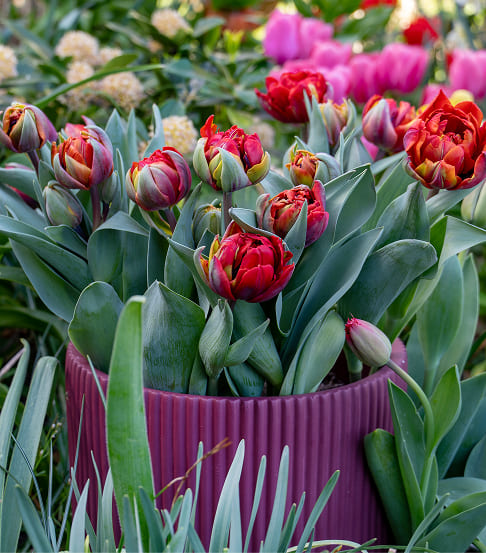 Rote Tulpen in violetten Pflanztopf