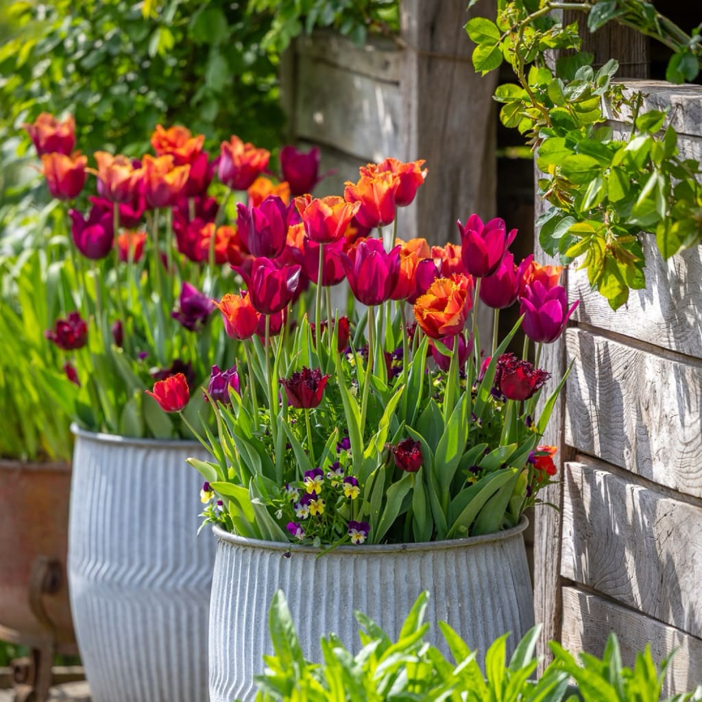 Tulpen-Kollektion 'Chelsea Flower Show'