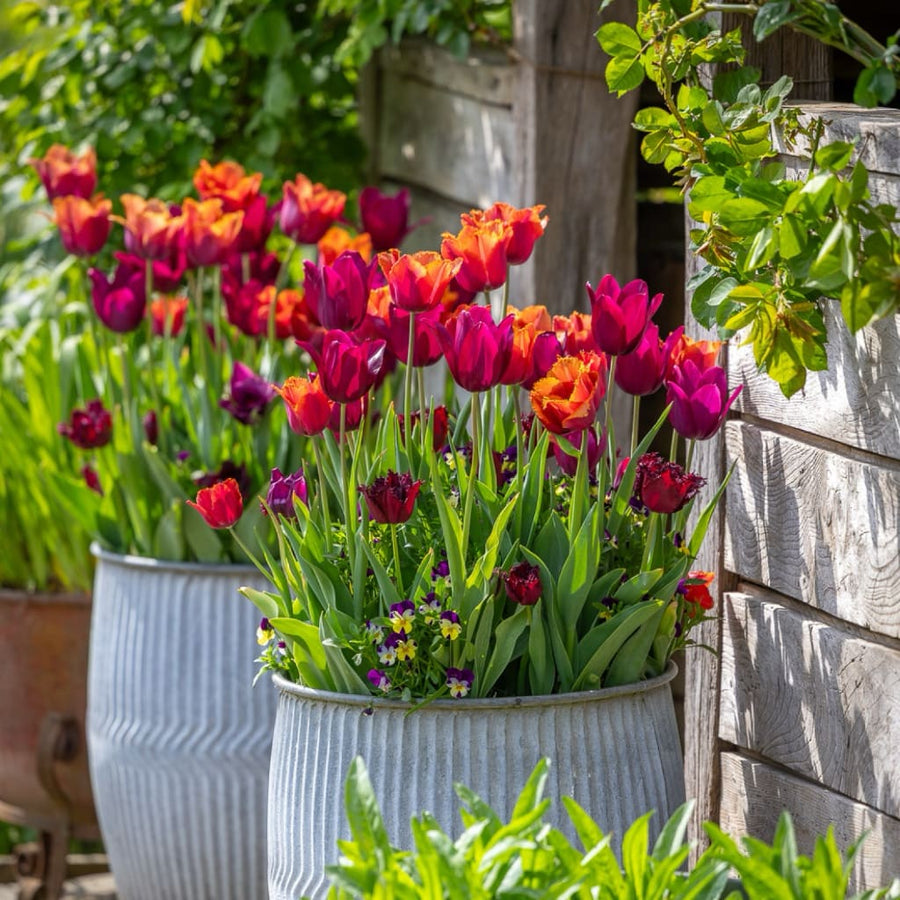 Tulpen-Kollektion 'Chelsea Flower Show'