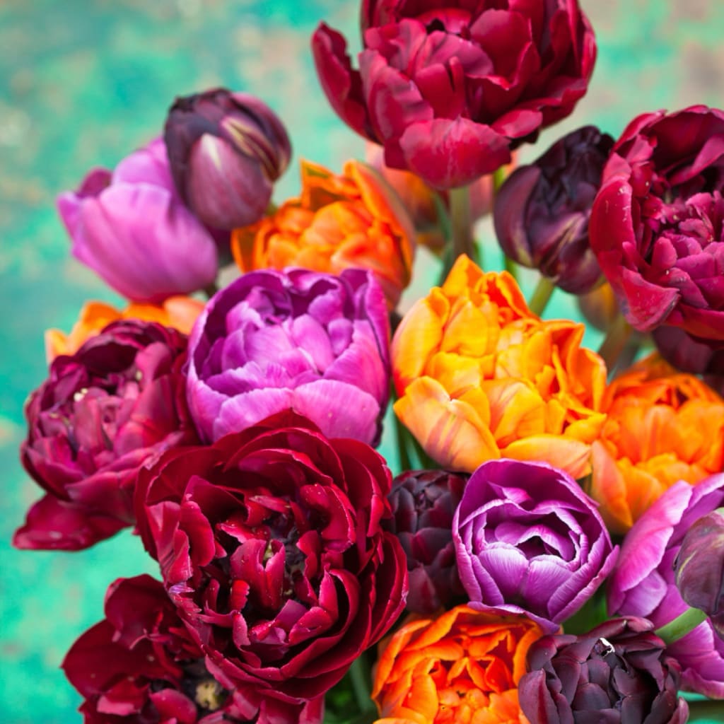 Tulpen-Kollektion 'Dark Peony'