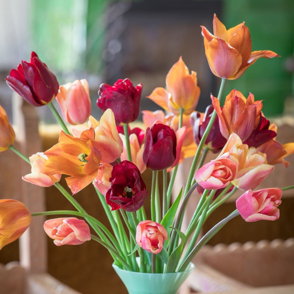 Tulpen-Kollektion 'Plum & Apricot'