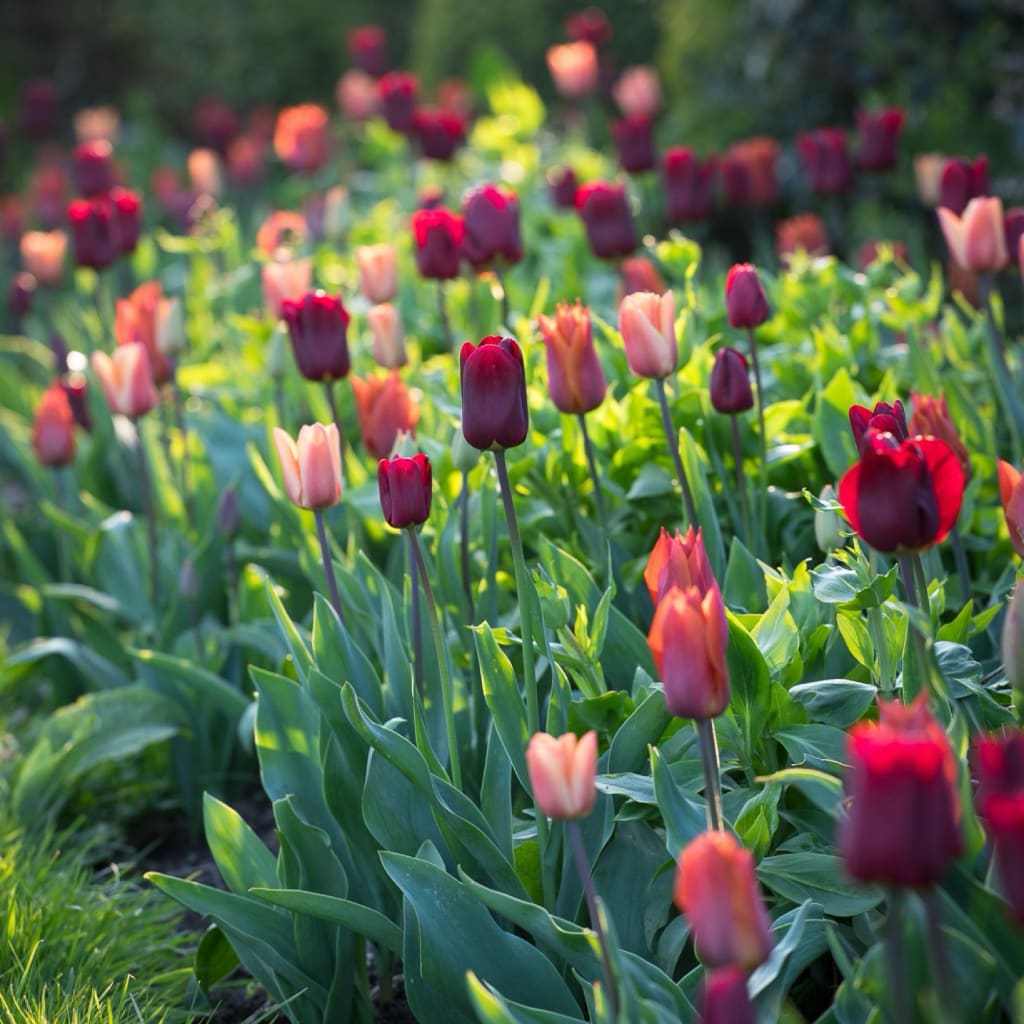 Tulpen-Kollektion 'Plum & Apricot'