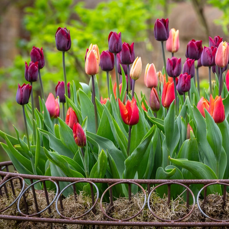 Tulpen-Kollektion 'Plum & Apricot'