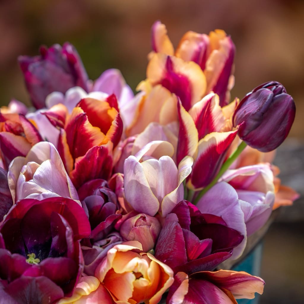 Tulpen-Kollektion 'Smokey Hues'