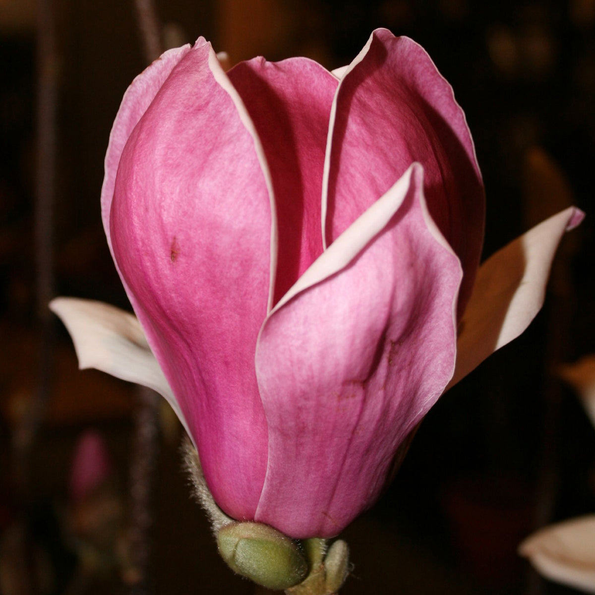 Tulpen-Magnolie 'Satisfaction'