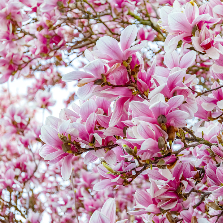 Weiß-Rosa blühende Tulpen-Magnolie