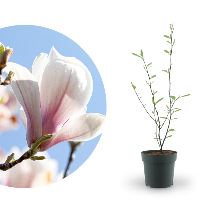 Tulpen-Magnolie Weiß-Rosa