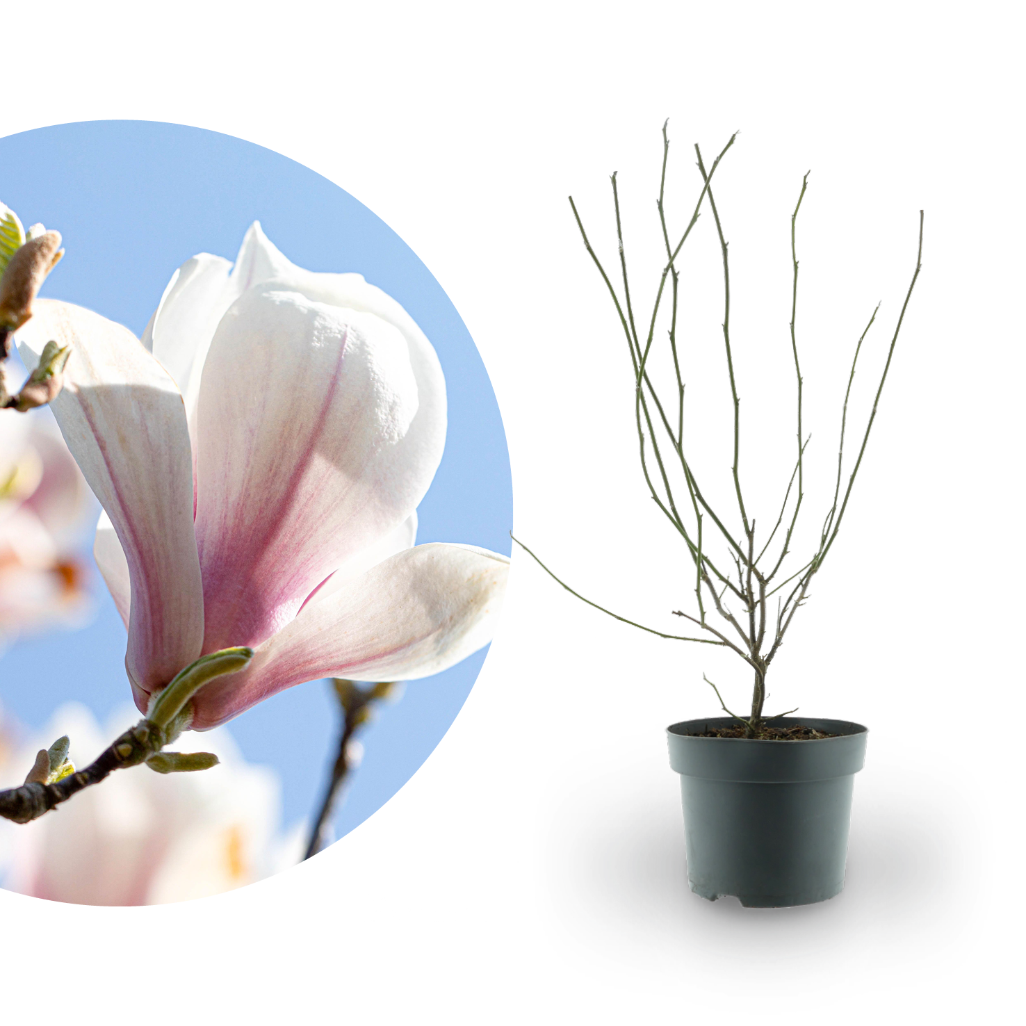 Tulpen-Magnolie Weiß-Rosa