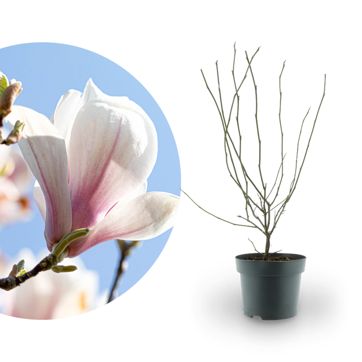Tulpen-Magnolie Weiß-Rosa