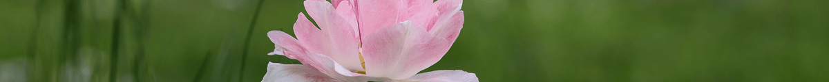 Tulpenzwiebeln