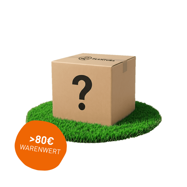 Limitiert: Überraschungsbox Rasen
