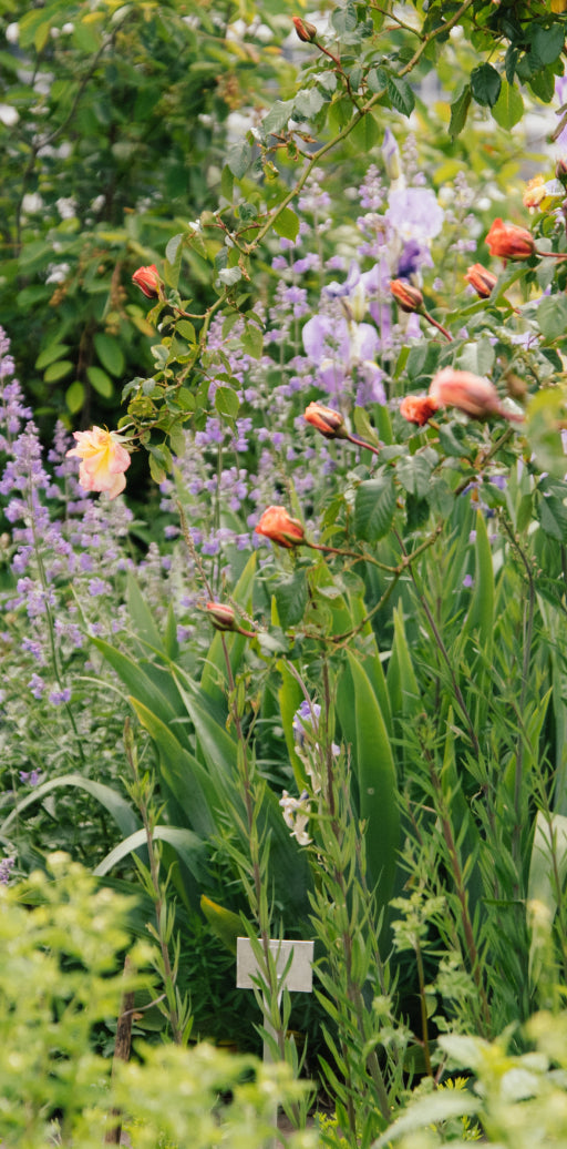 Üppig blühendes Blumenbeet mit bunten Sommerblumen im Garten