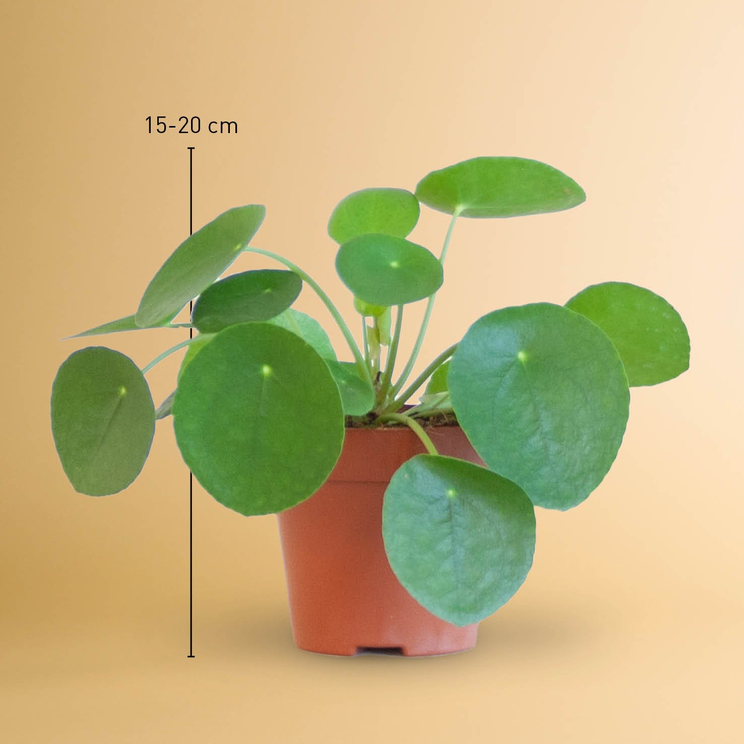 Ufopflanze (Pilea peperomioides) kaufen