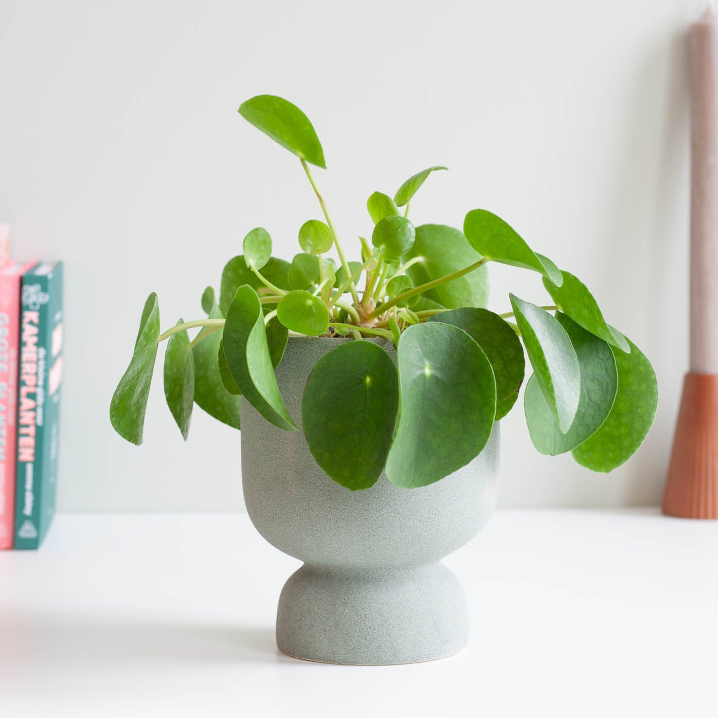 Ufopflanze (Pilea peperomioides) kaufen