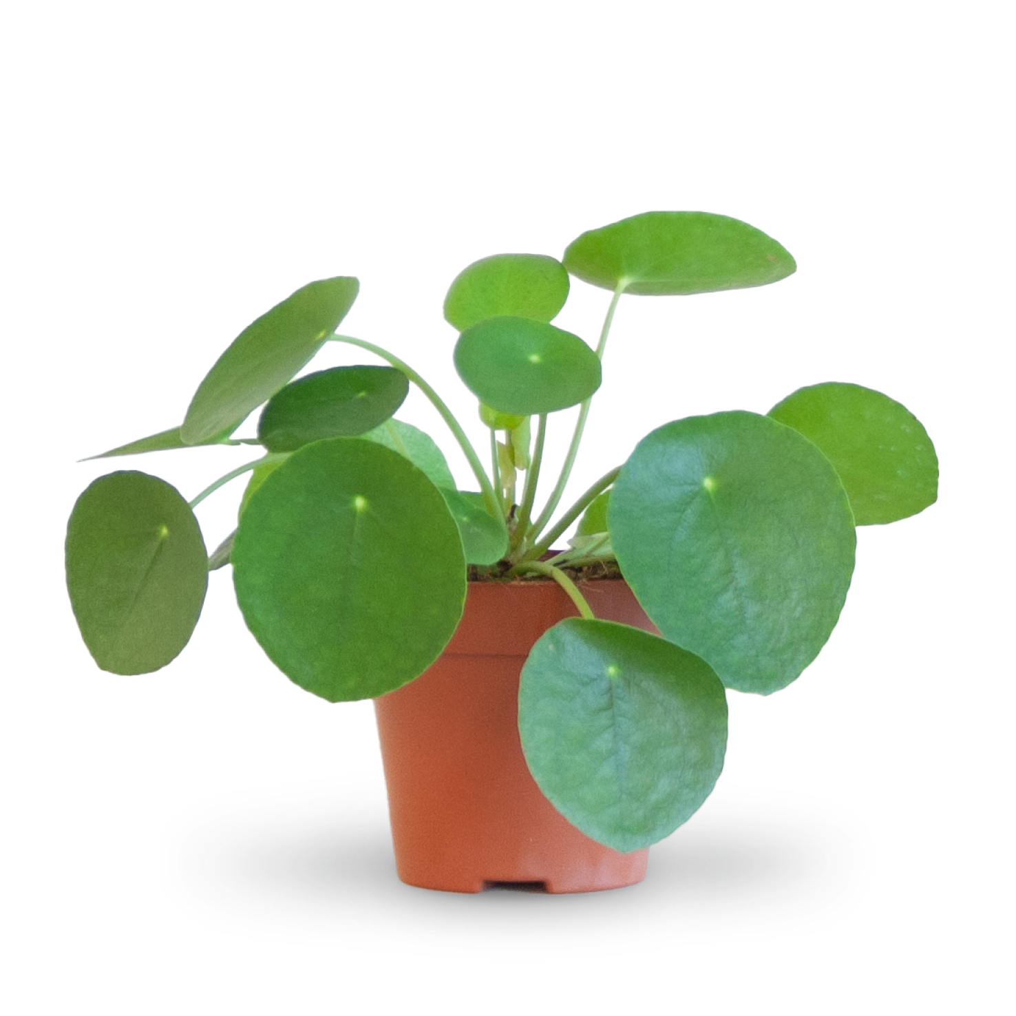 ufopflanze sonne Ufopflanze (Pilea peperomioides) kaufen