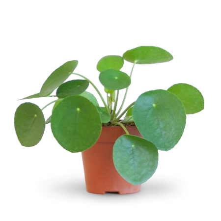 Ufopflanze (Pilea peperomioides) kaufen