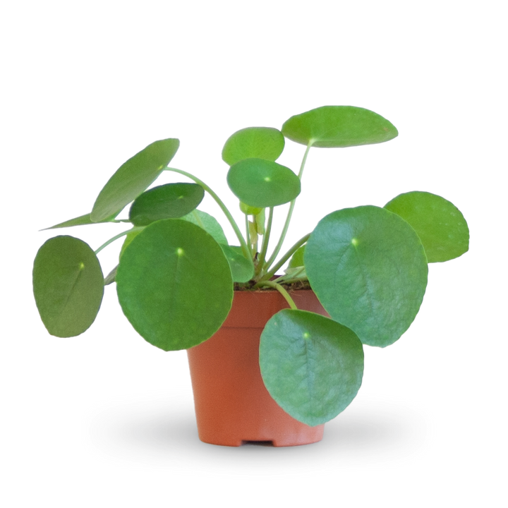 Ufopflanze (Pilea peperomioides) kaufen