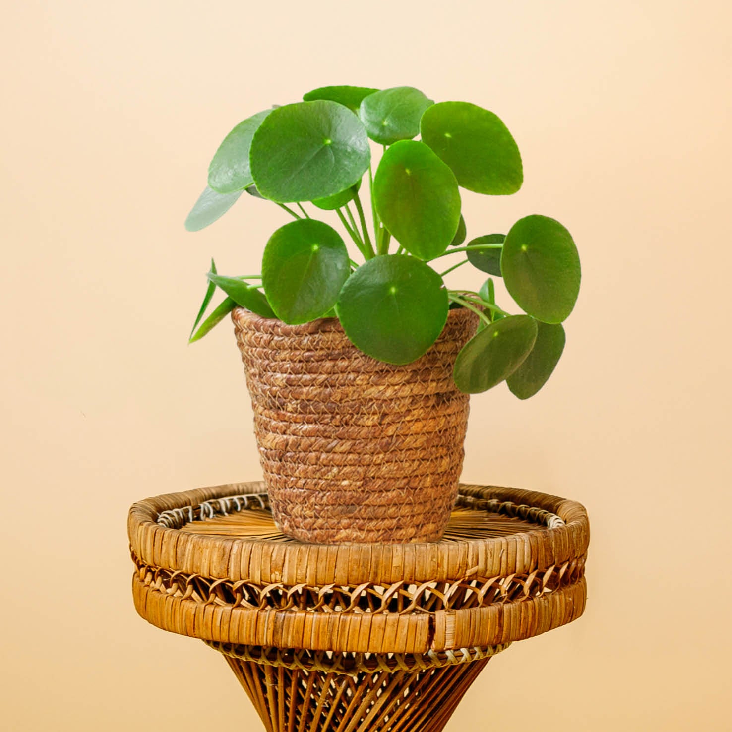 Ufopflanze (Pilea peperomioides) kaufen