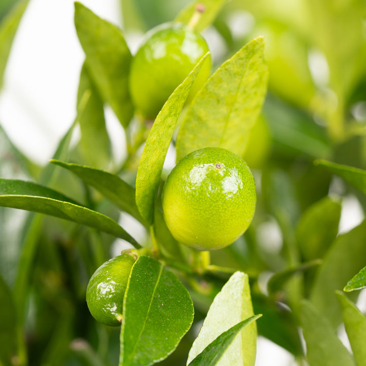 Citrus x floridana mit unreifer Frucht
