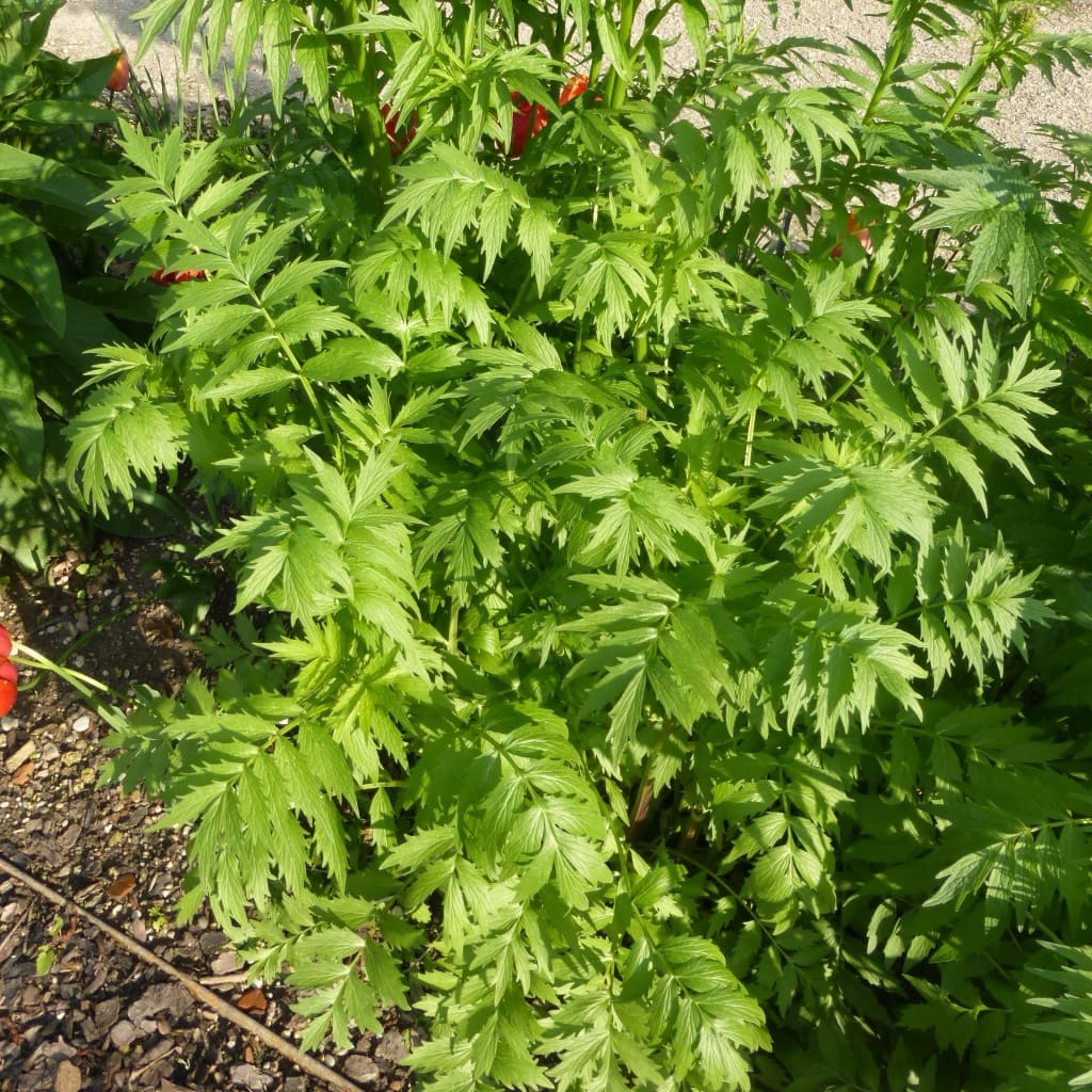 Valeriana officinalis