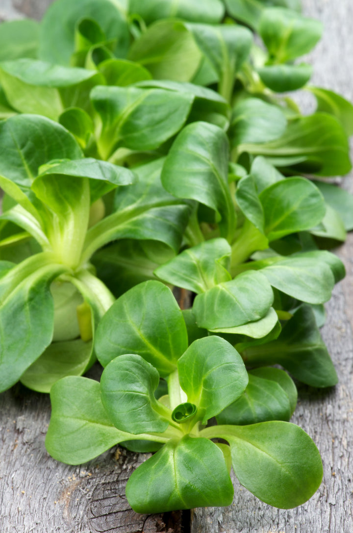 Valerianella locusta 'Verte a coeur plein 2'