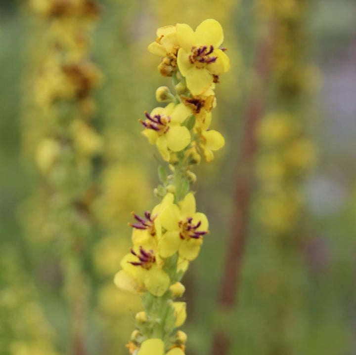 Verbascum nigrum