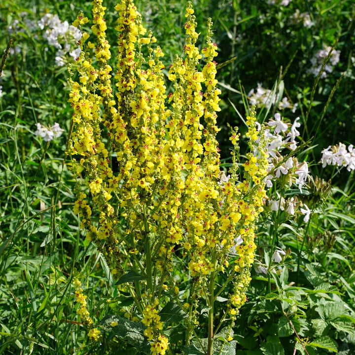 Verbascum nigrum