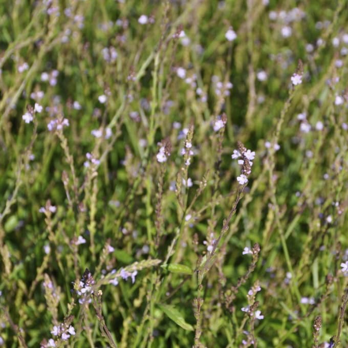 Verbena officinalis