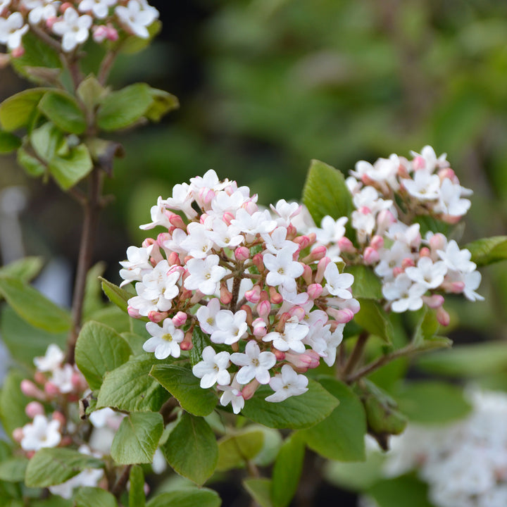 Viburnum burkwoodii 'Anne Russel'