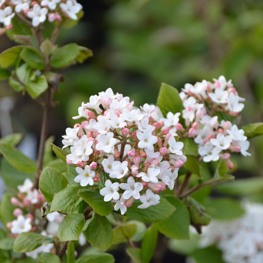 Viburnum burkwoodii 'Anne Russel'