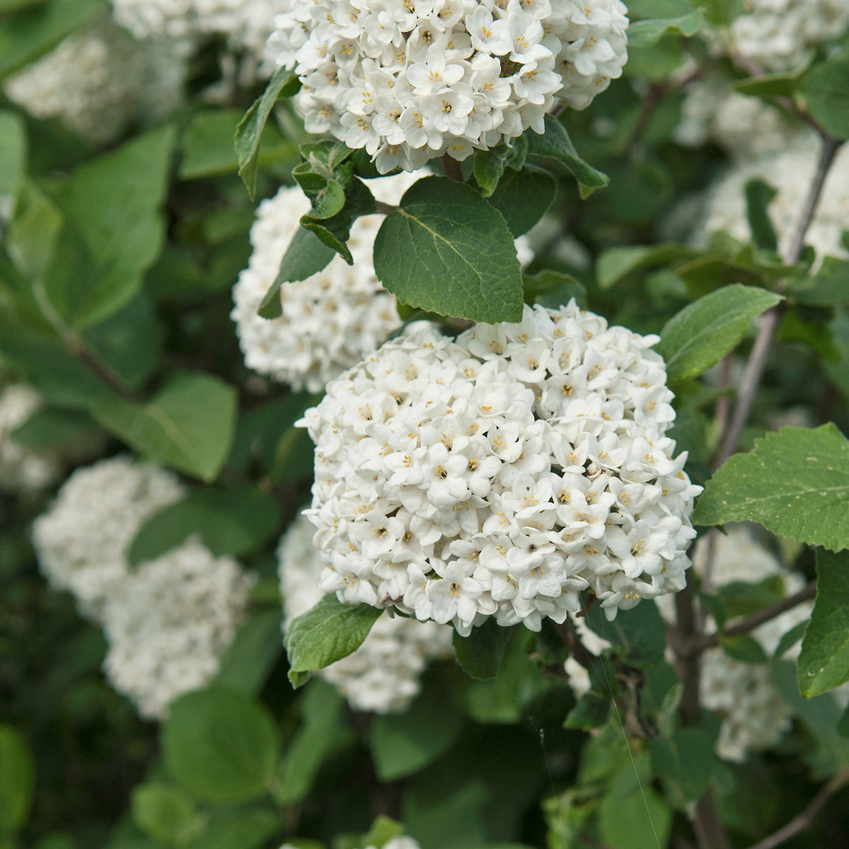 Viburnum carlcephalum