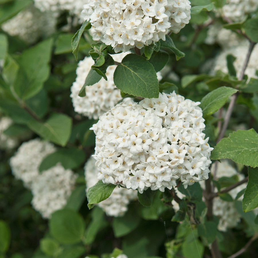 Viburnum carlcephalum