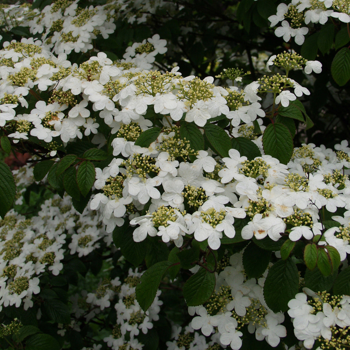 Viburnum plicatum 'Summer Snowflake'