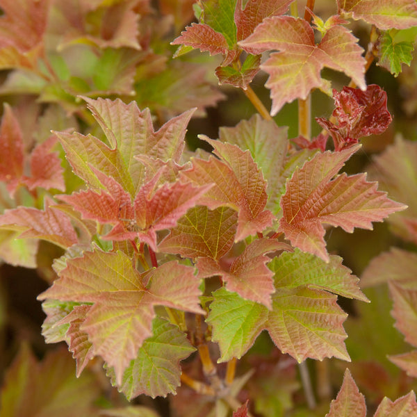 Viburnum trilobum 'Bailey Compact'®
