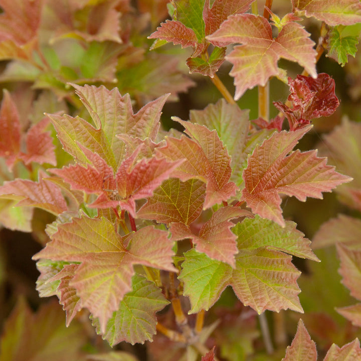 Viburnum trilobum 'Bailey Compact'®