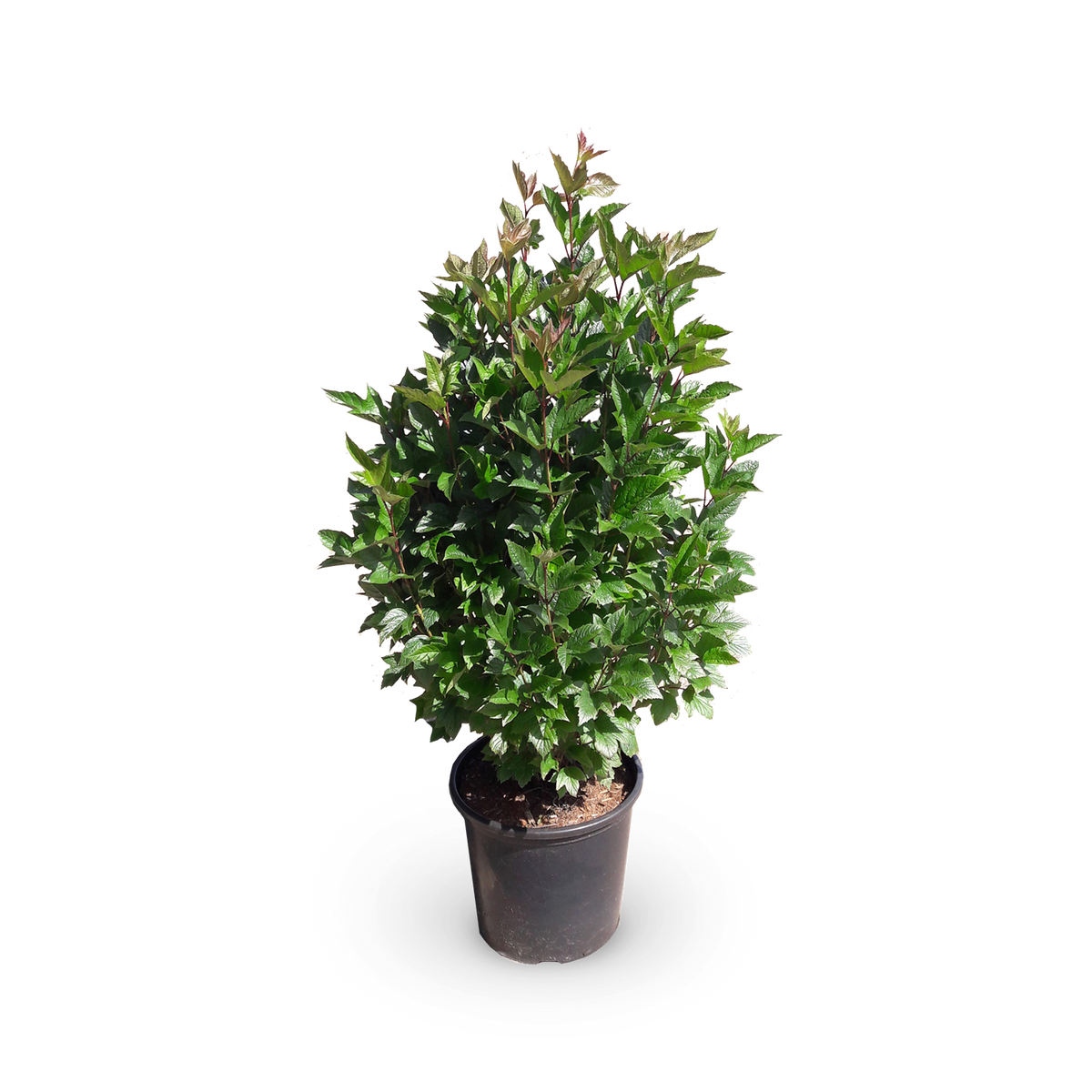 Viburnum trilobum 'Bailey Compact'®