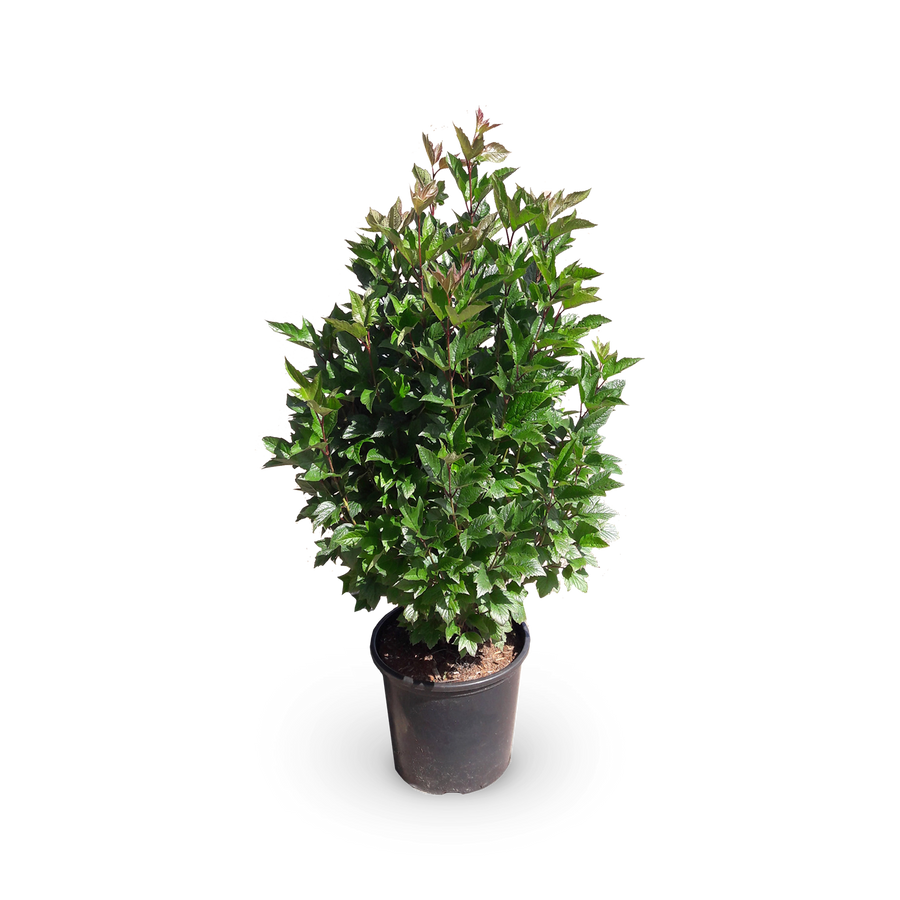 Viburnum trilobum 'Bailey Compact'®