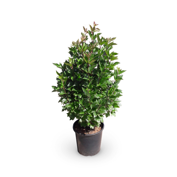 Viburnum trilobum 'Bailey Compact'®