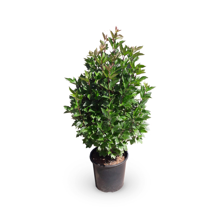 Viburnum trilobum 'Bailey Compact'®
