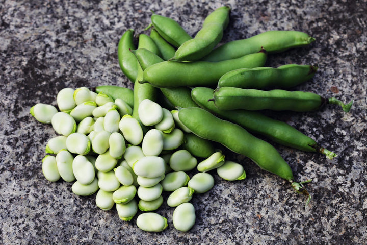 Vicia faba major 'Aquadulce'