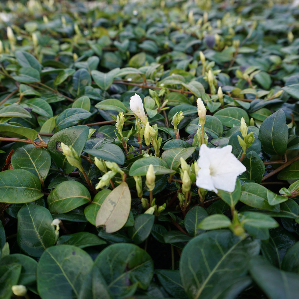 Vinca minor 'Alba'