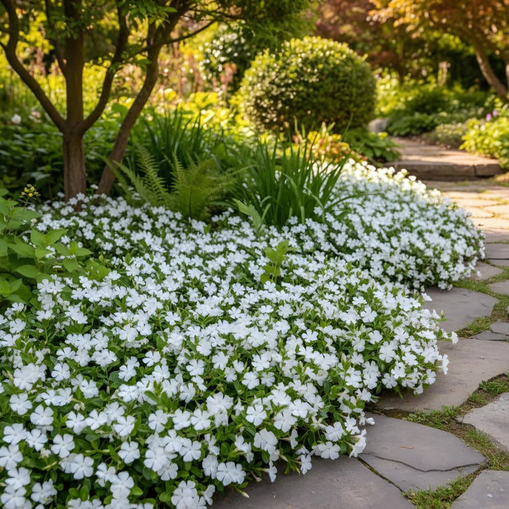 Vinca minor 'Alba'