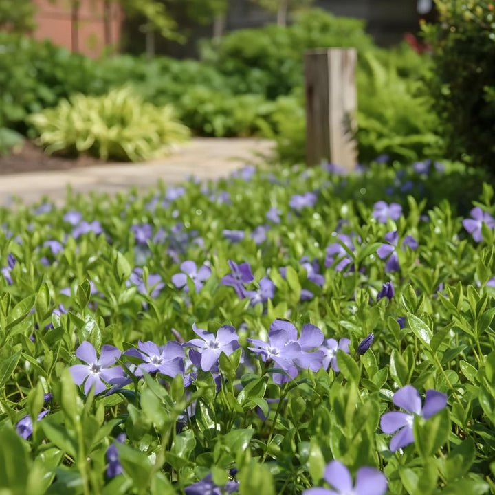 Vinca minor