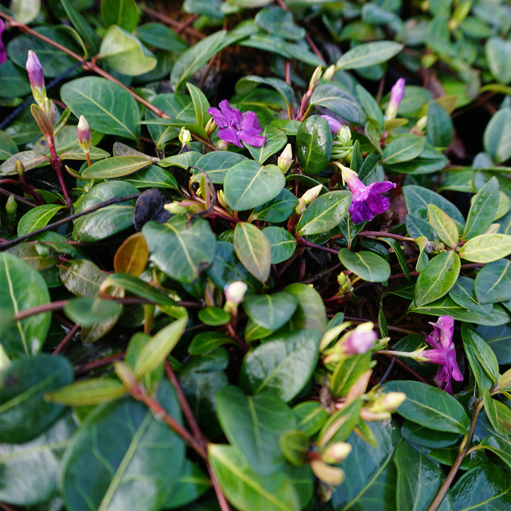Vinca minor 'Rubra'