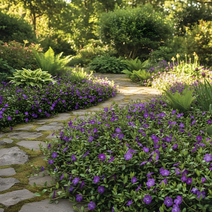 Vinca minor 'Rubra'
