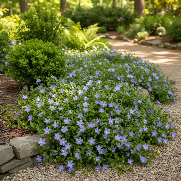 Vinca minor