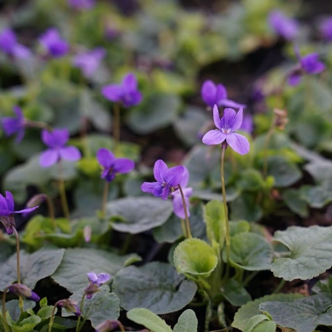Viola odorata 'Königin Charlotte'